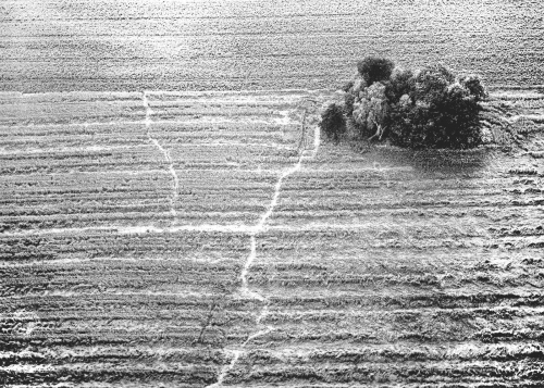 Baumgruppe / Teutoburger Wald