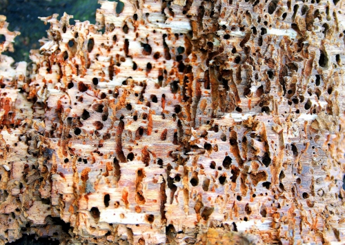 Holzverwitterung, Blue Mountains 3 / Australien