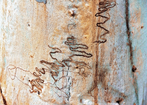 Rinde, Blue Mountains 1 / Australien