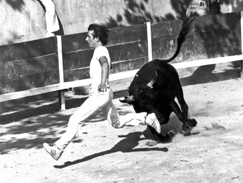 Cours Camarguaise / Frankreich
