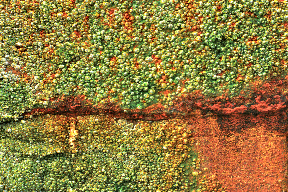 Muscheln, Domburg 1 / Niederlande